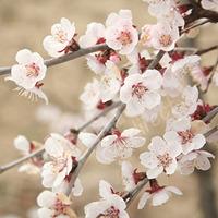 Prunus incisa Kojo-no-Mai (Fuji Cherry Tree) in 3L pot