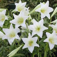 Premium Longiflorum Lily \'White Heaven\' - Pack of 10 bulbs size 14/16