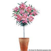 Premium Oleander Standard Pink tree in 20cm pot