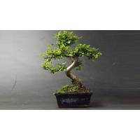 Premium Chinese Elm Bonsai Tree