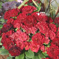 Primula Belarina Red Valentine 6...