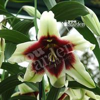 Premium Lily \'Kushi Maya\' - 3L...