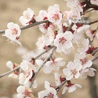 Prunus incisa Kojo-no-Mai (Fuji Cherry Tree) in 2L pot