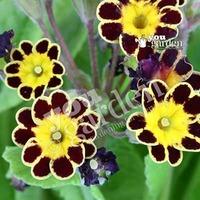 Primula \'Gold Lace\' - pack of 12 jumbo plugs