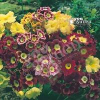 primula auricula pack of 12 jumbo plug plants