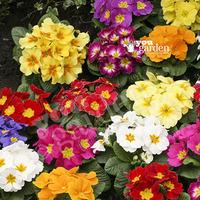 primrose alaska mixed 40 maxiplugs