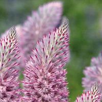 Ptilotus \'Joey\' - 2 x 7cm potted plants