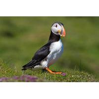 Puffin and Volcano Tour in South Iceland