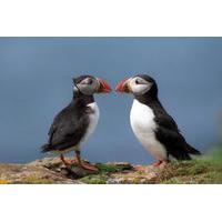 Puffin Express Cruise to Akurey from Reykjavik