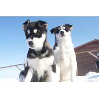 Puppy Training Experience at a Husky Farm in Tromso