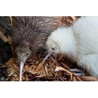 Pukaha Mount Bruce Entry Ticket