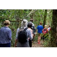 Puketi Rainforest Guided Walks