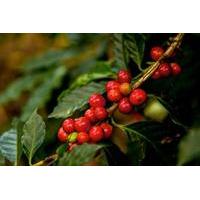 Puerto Quetzal Shore Excursion: Coffee Process and Jade Factory in Antigua