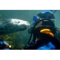 puerto madryn shore excursion scuba dive with sea lions