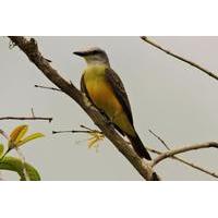 Puerto Jiménez Bird Watching Tour