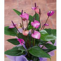 Purple Anthurium in Crate