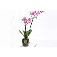 Purple Phalaenopsis With Pot