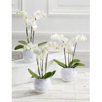 Pure Celebration Orchid Trio