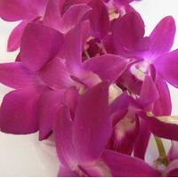 Purple Long Stem orchids