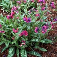 pulmonaria raspberry splash large plant 2 x 2 litre potted pulmonaria  ...