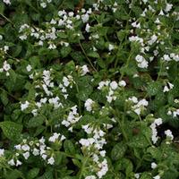 Pulmonaria \'Sissinghurst White\' (Large Plant) - 1 x 1 litre potted pulmonaria plant
