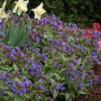 pulmonaria trevi fountain large plant 1 x 2 litre potted pulmonaria pl ...