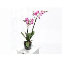 purple phalaenopsis with pot