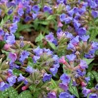 pulmonaria trevi fountain 3 plants 2 litre pot