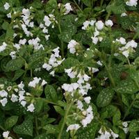 Pulmonaria \'Sissinghurst White\' (Large Plant) - 1 pulmonaria plant in 1 litre pot
