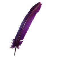 Purple Turkey Broad Feather