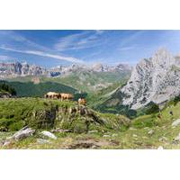 Pyrenees Mountains Private Day Trip from Barcelona