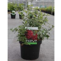 Pyracantha coccinea \'Red Cushion\' (Large Plant) - 2 x 3.6 litre potted pyracantha plants
