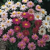 pyrethrum tm superb mixture 1 packet 100 pyrethrum seeds