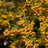 Pyracantha \'Soleil d\'Or\' (Large Plant) - 2 x 2 litre potted pyracantha plants