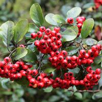 pyracantha coccinea red column large plant 1 plant in 2 litre pot