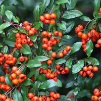 Pyracantha \'Orange Glow\' (Large Plant) - 2 pyracantha plants in 2 litre pots