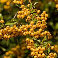 pyracantha soleil dor large plant 1 plant in 2 litre pot