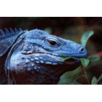 Queen Elizabeth II Botanic Park Cayman Island