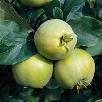 Quince \'Vranja\' (patio) - 1 bare root quince tree