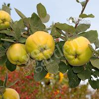 Quince Meech\'s Prolific