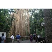 rainforest and waterfall day trip from cairns including crater lakes m ...