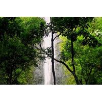 Rainforest Waterfall Excursion