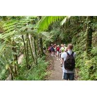 Rainforest Nature Walk to Waterfall Adventure