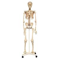 Rapid Full Size Skeleton 160cm
