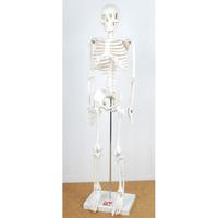 Rapid 1/2 Scale Skeleton