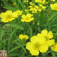 Ranunculus flammula (Marginal Aquatic) - 3 x 1 litre potted ranunculus plants