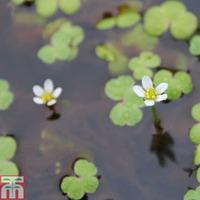 Ranunculus hederaceus (Oxygenating Aquatic) - 3 x 9cm potted ranunculus plants