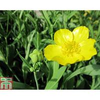 ranunculus lingua grandiflorus marginal aquatic 1 x 3 litre potted ran ...