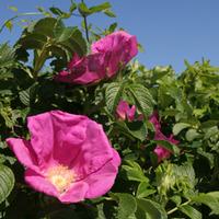 Ramanas Rose (Hedging) - 1 bare root hedging plant