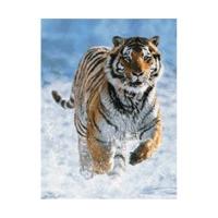 Ravensburger Tiger in the snow